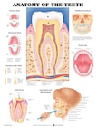 Poster Anatomy of the Teeth 20 in x 26 in With Lamination EA