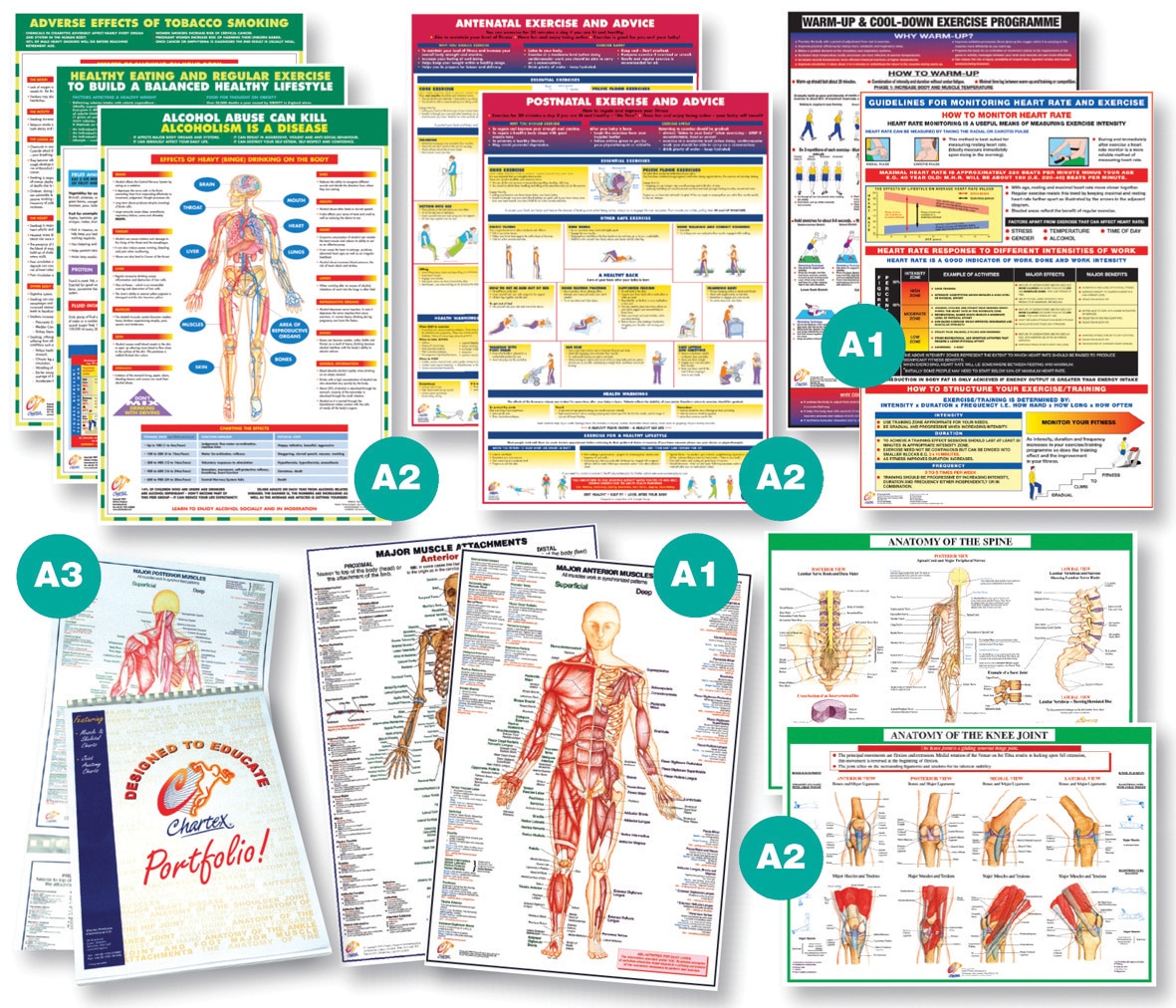 Major Anterior Muscles Chart