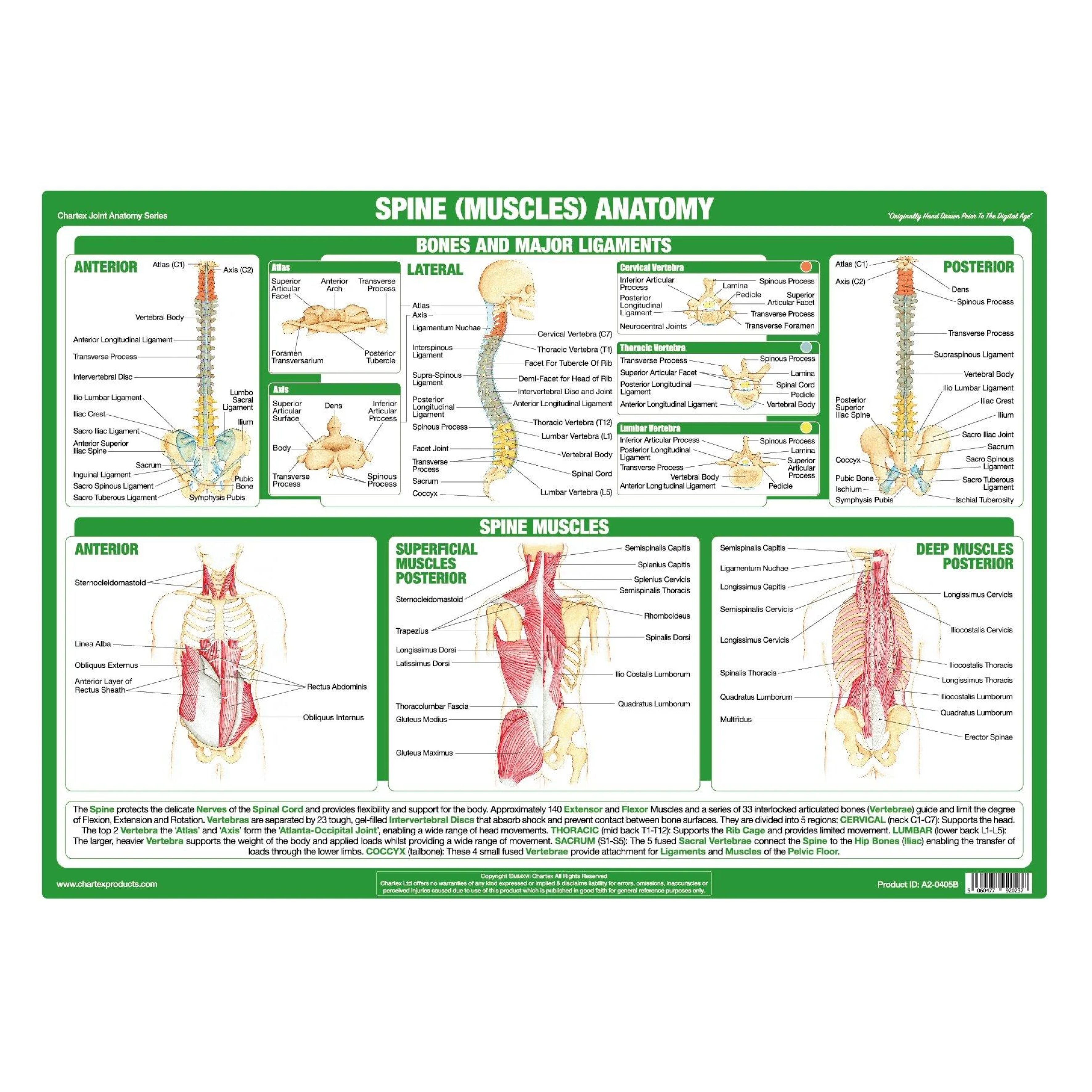 Anatomy of the Spine Chart