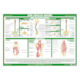 1041802_UK_Front_01_s_-Anatomy-of-the-Spine-Chart.png