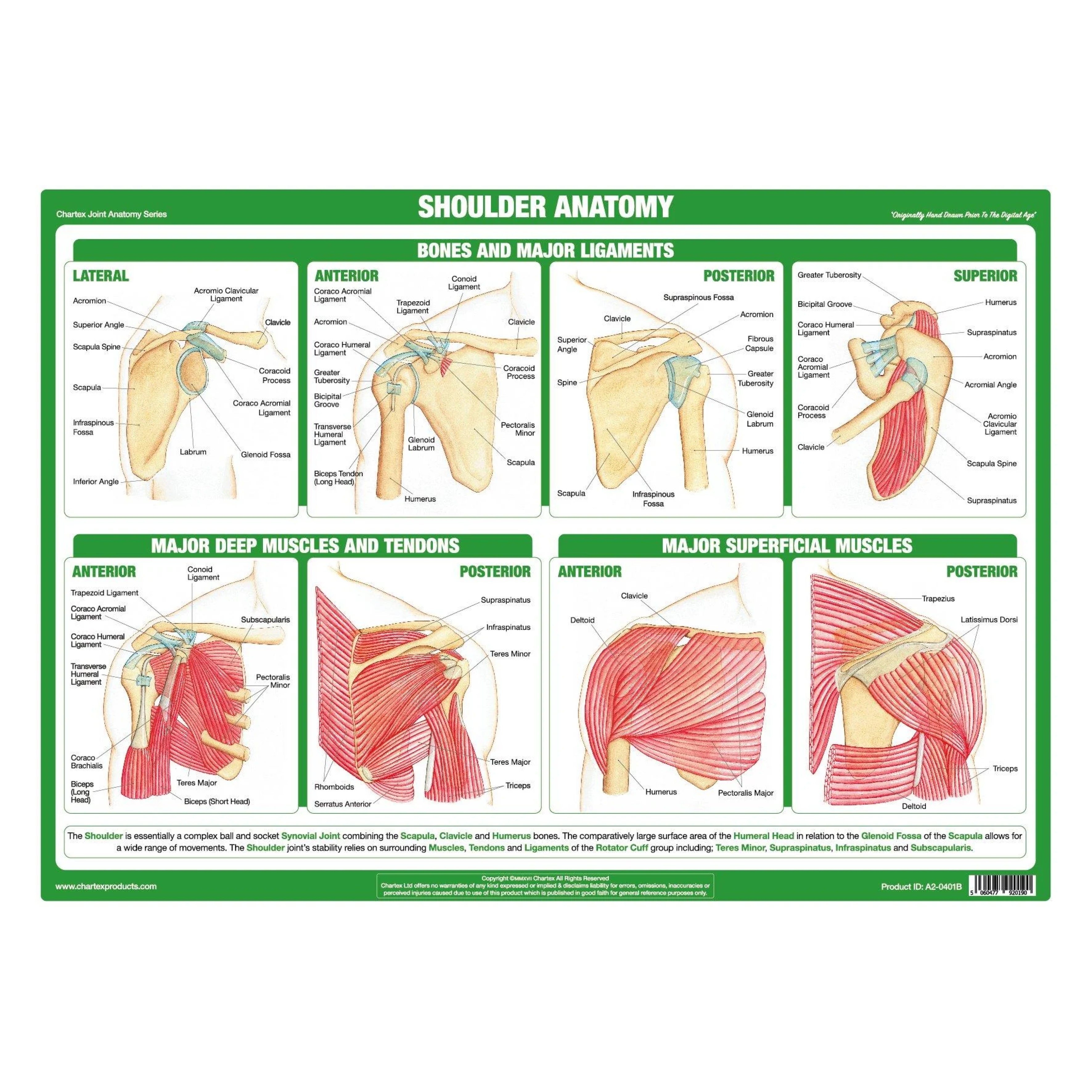 Anatomy of the Shoulder Chart