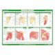 1041803_UK_Front_01_s_-Anatomy-of-the-Shoulder-Chart.png