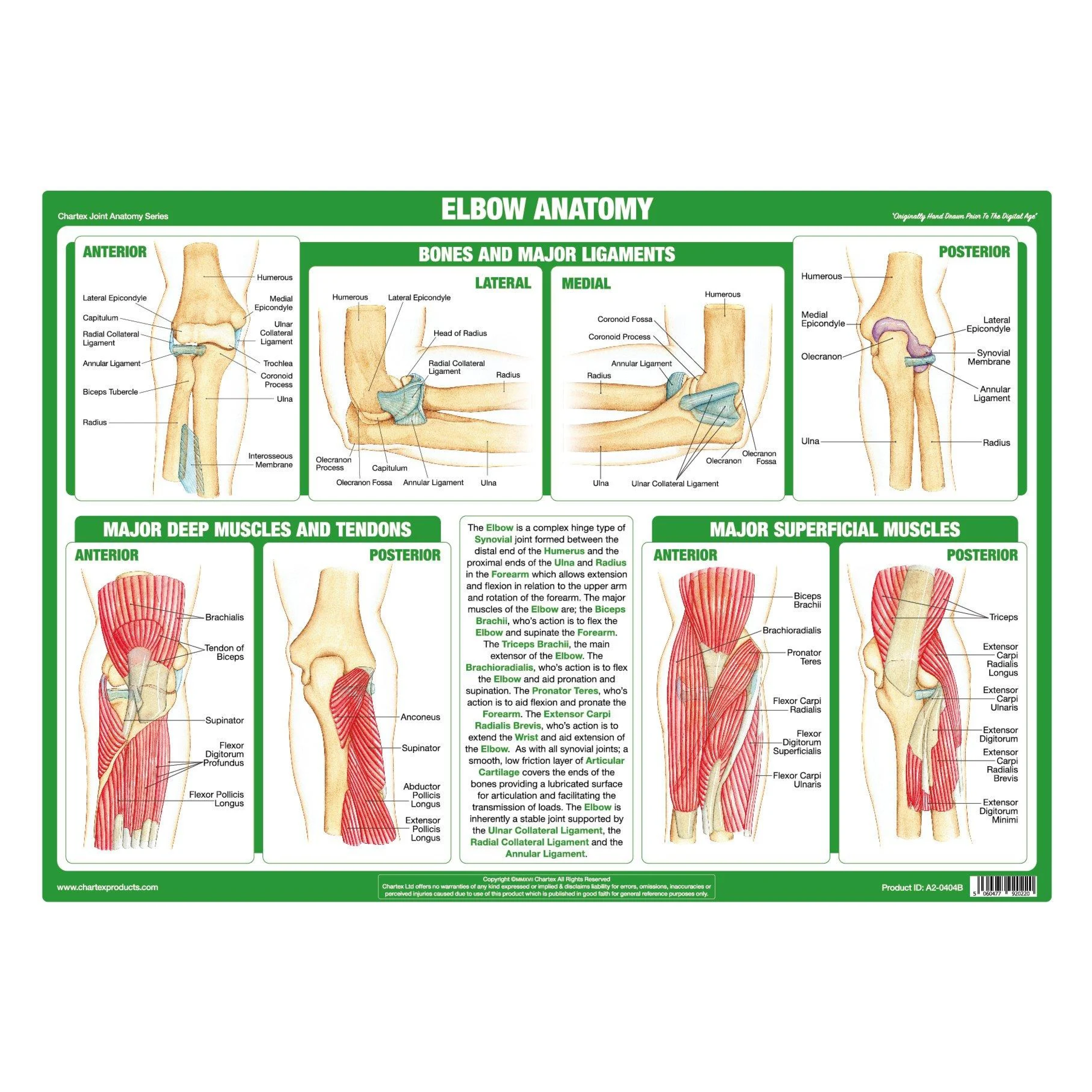 Anatomy of the Elbow Chart