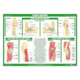 1041804_UK_Front_01_s_-Anatomy-of-the-Elbow-Chart.png