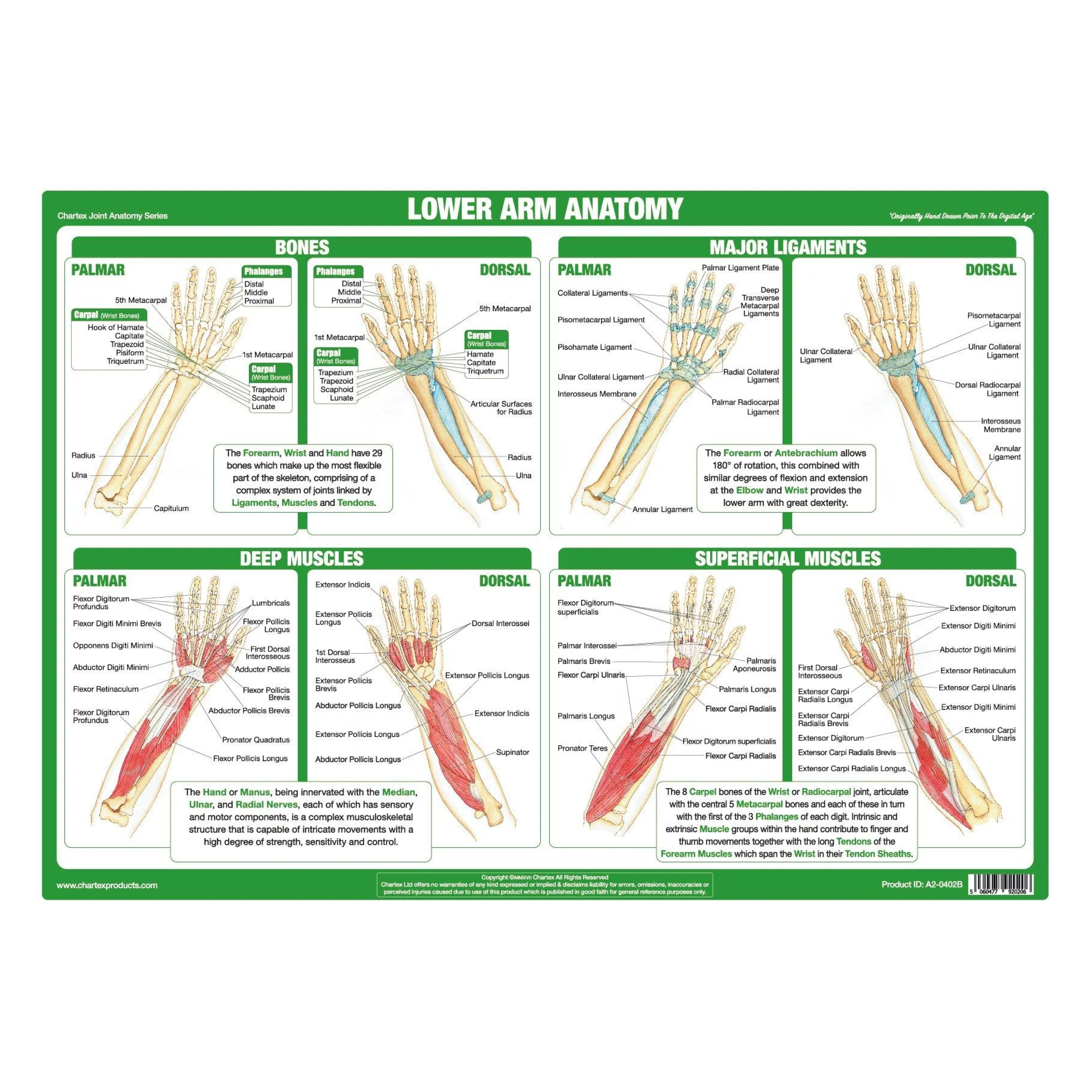Anatomy  Function of the Wrist  Hand Chart