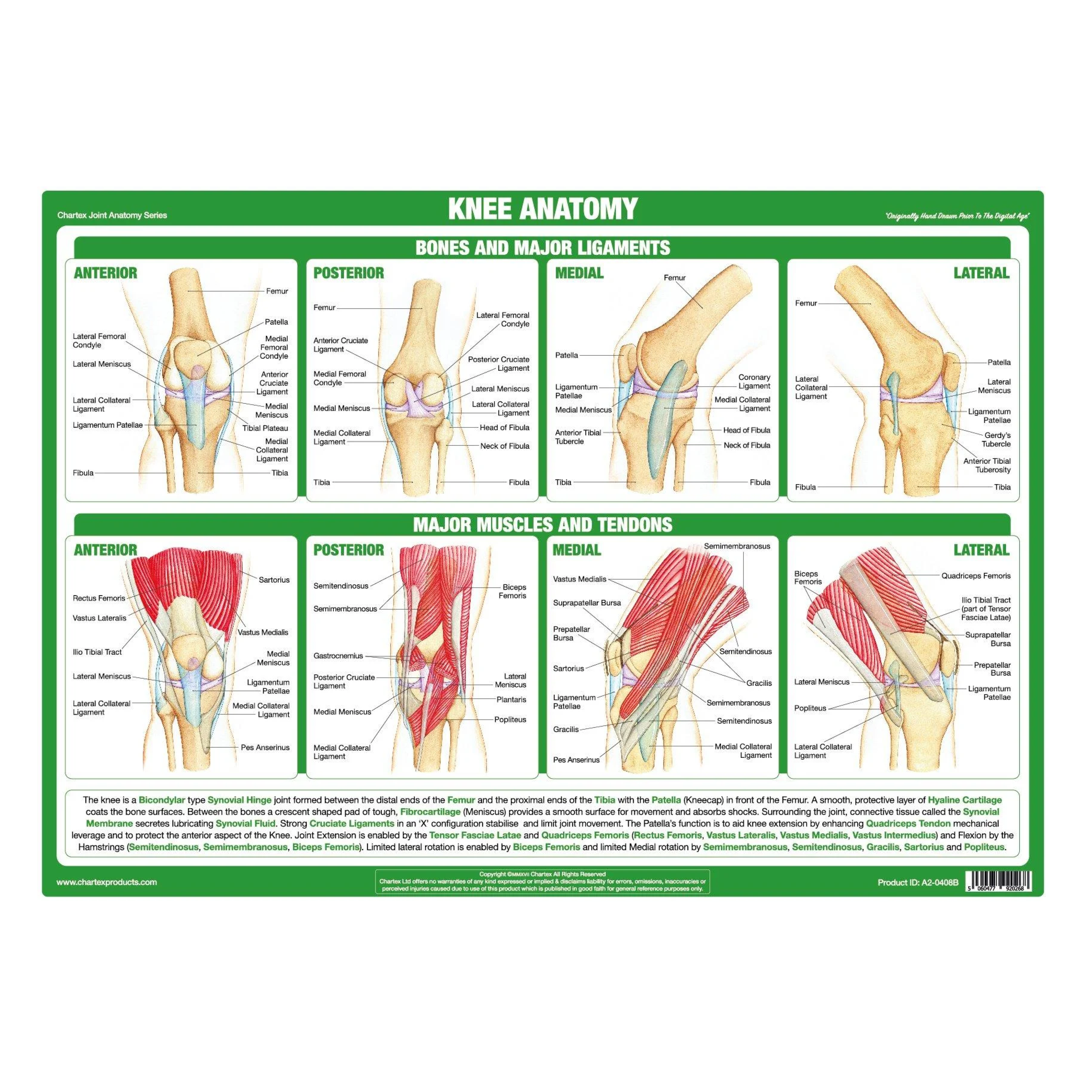 Anatomy of the Knee Chart