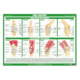 1041806_UK_Front_01_s_-Anatomy-of-the-Knee-Chart.png