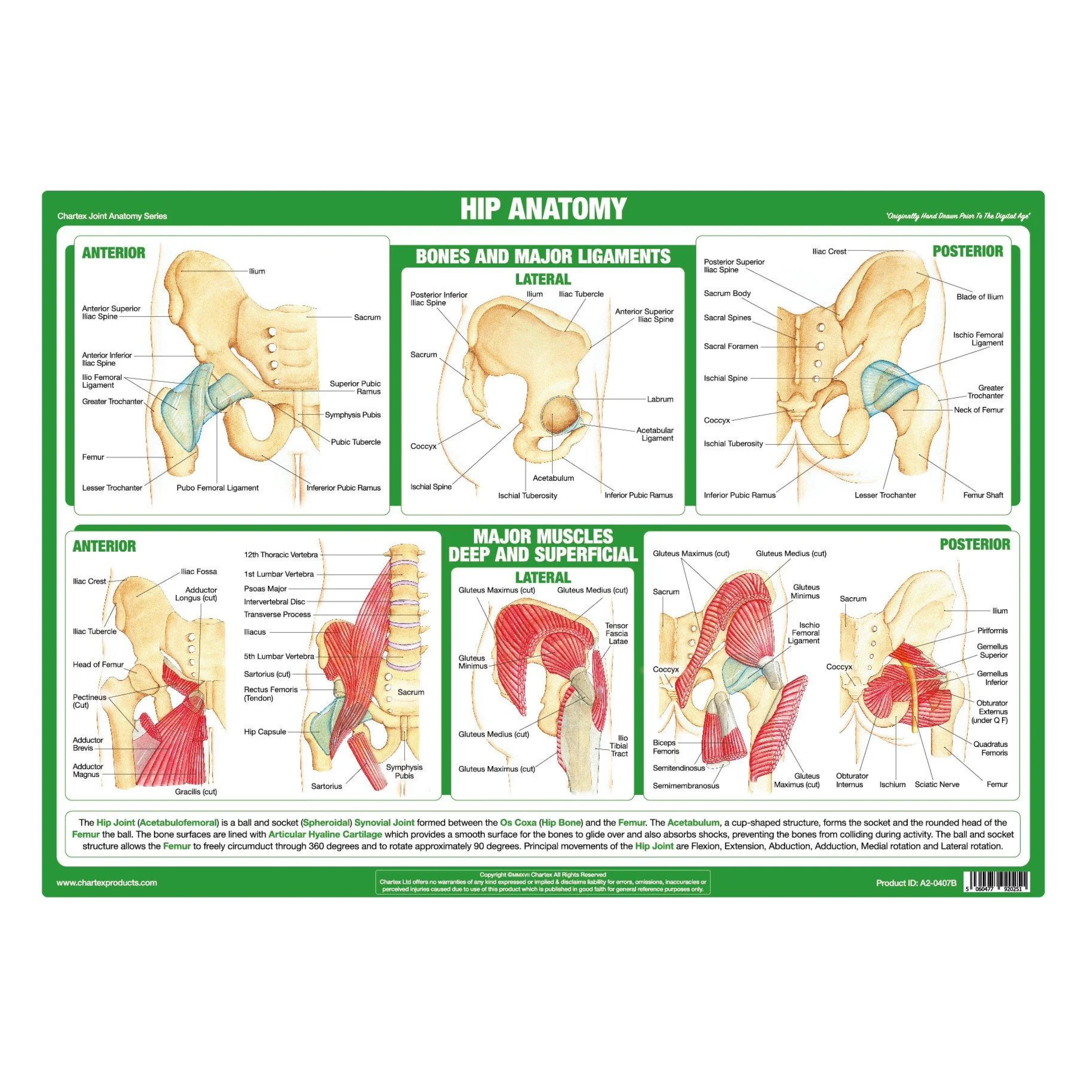 Anatomy of the Hip Chart