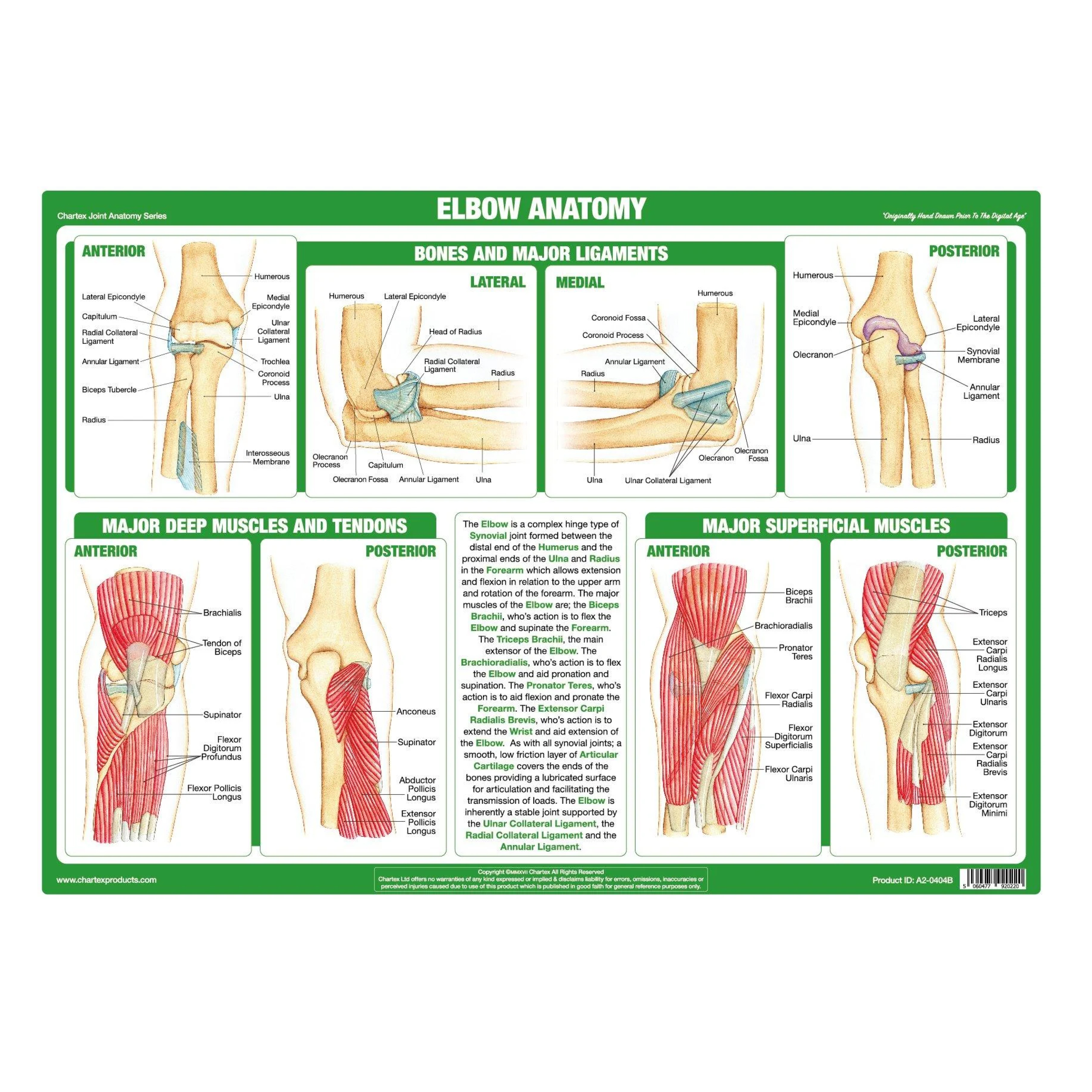 Anatomy of the Forearm Wrist Elbow Chart