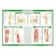 1041809_UK_Front_01_s_-Anatomy-of-the-Forearm-Wrist--Elbow-Chart.png