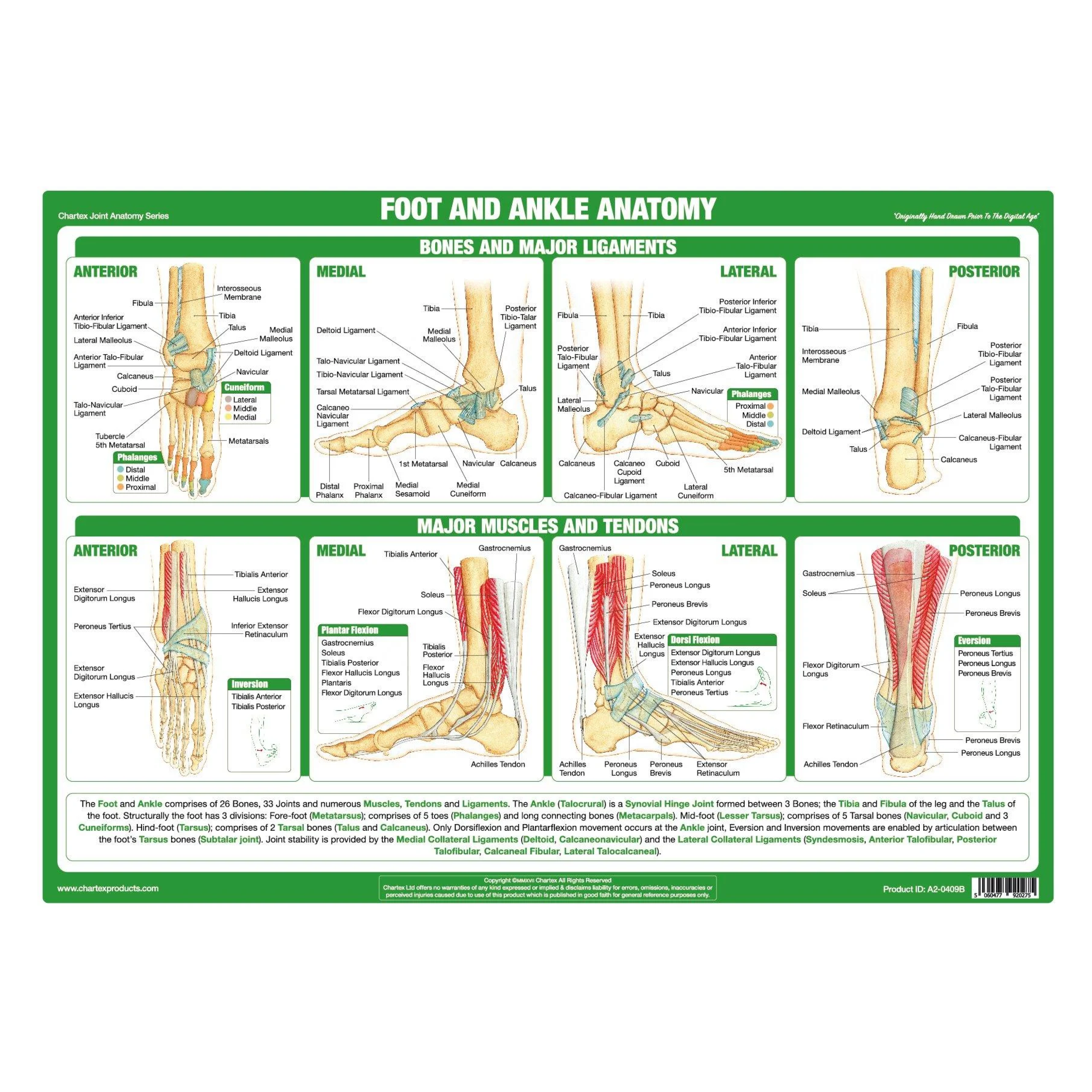 Anatomy of the Ankle Foot Chart