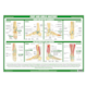 1041810_UK_Front_01_s_-Anatomy-of-the-Ankle--Foot-Chart.png