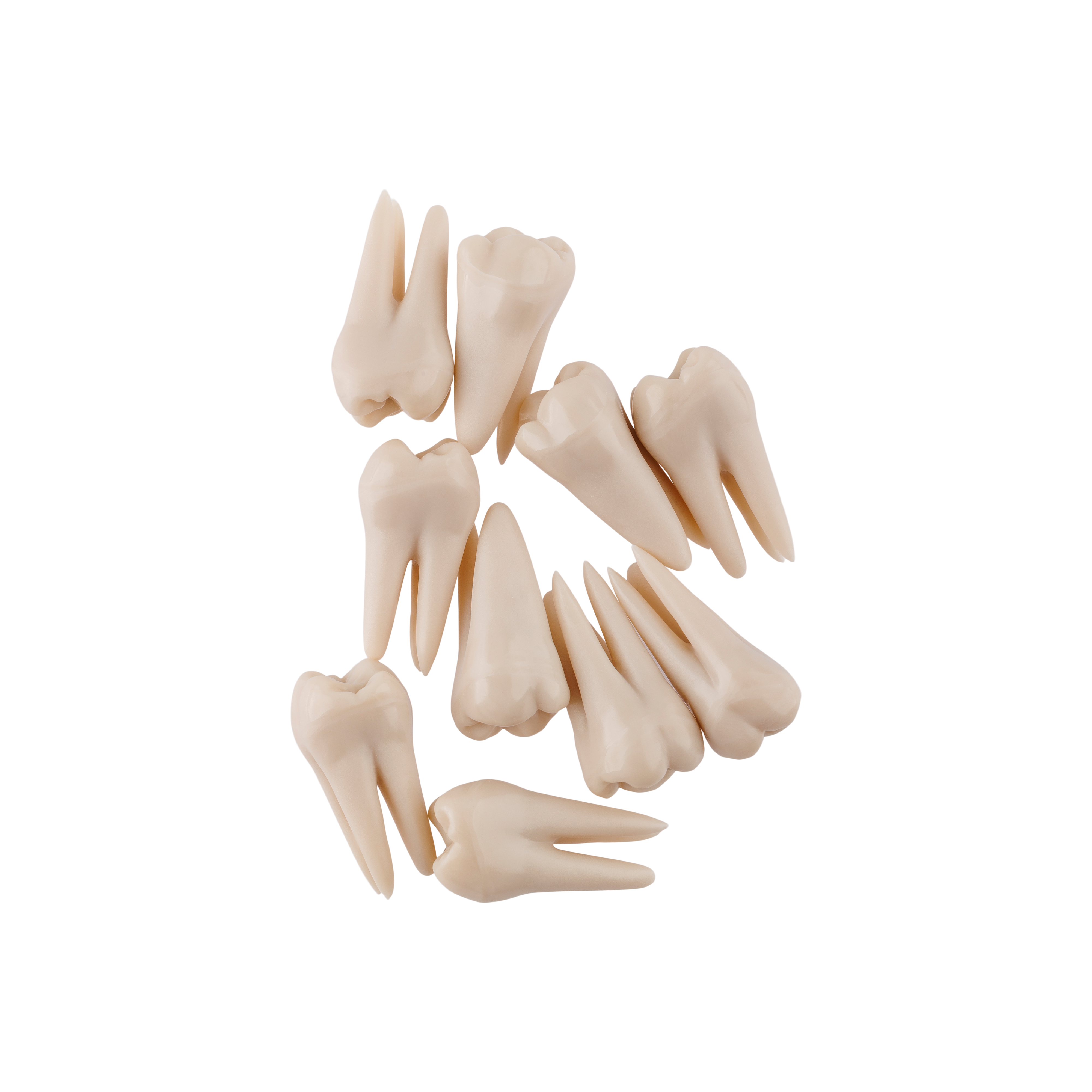 1097187_UK_Product_01_s_-Phantom-Head-Tooth-Snap-Root-Molar-16-10pk.png