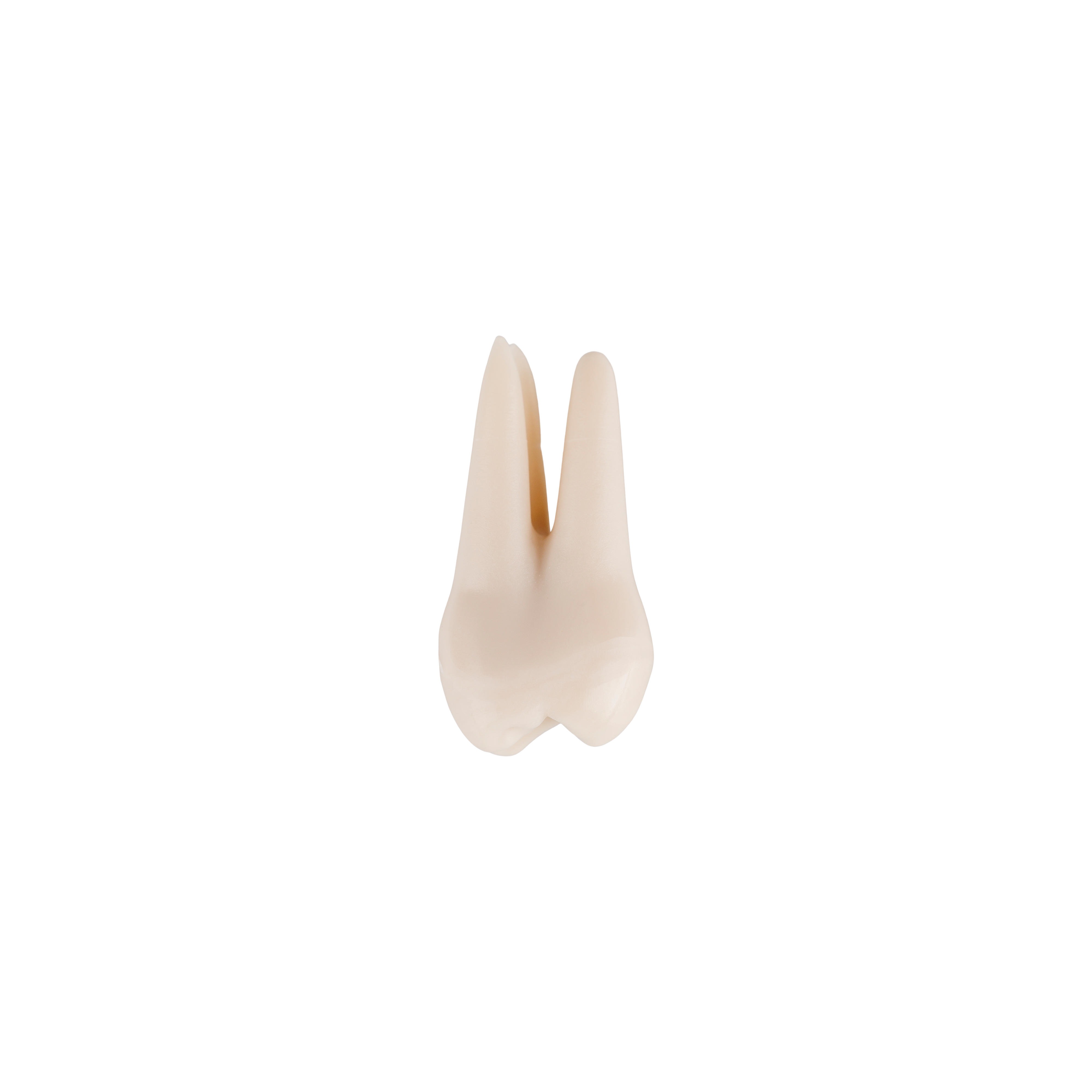 1097187_UK_Product_02_s_-Phantom-Head-Tooth-Snap-Root-Molar-16-10pk.png