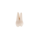 1097187_UK_Product_02_s_-Phantom-Head-Tooth-Snap-Root-Molar-16-10pk.png