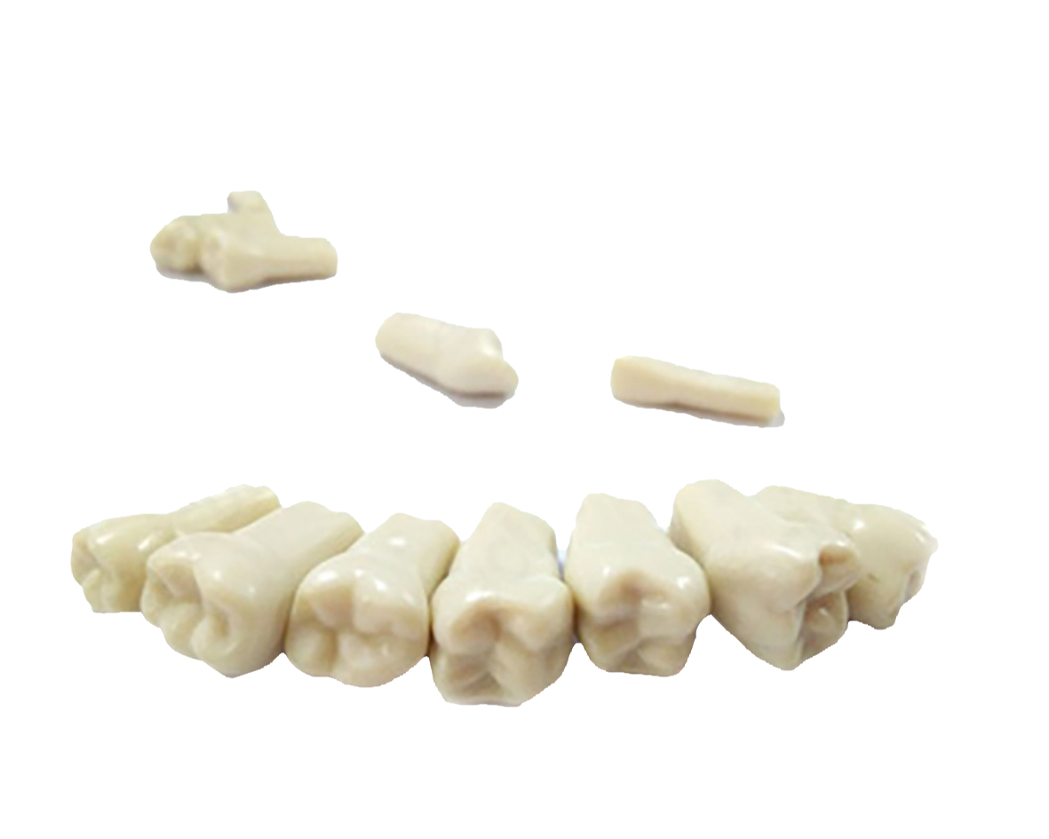 1155796_UK_Front_01_s_-Deciduous-Model-Teeth-Set.png