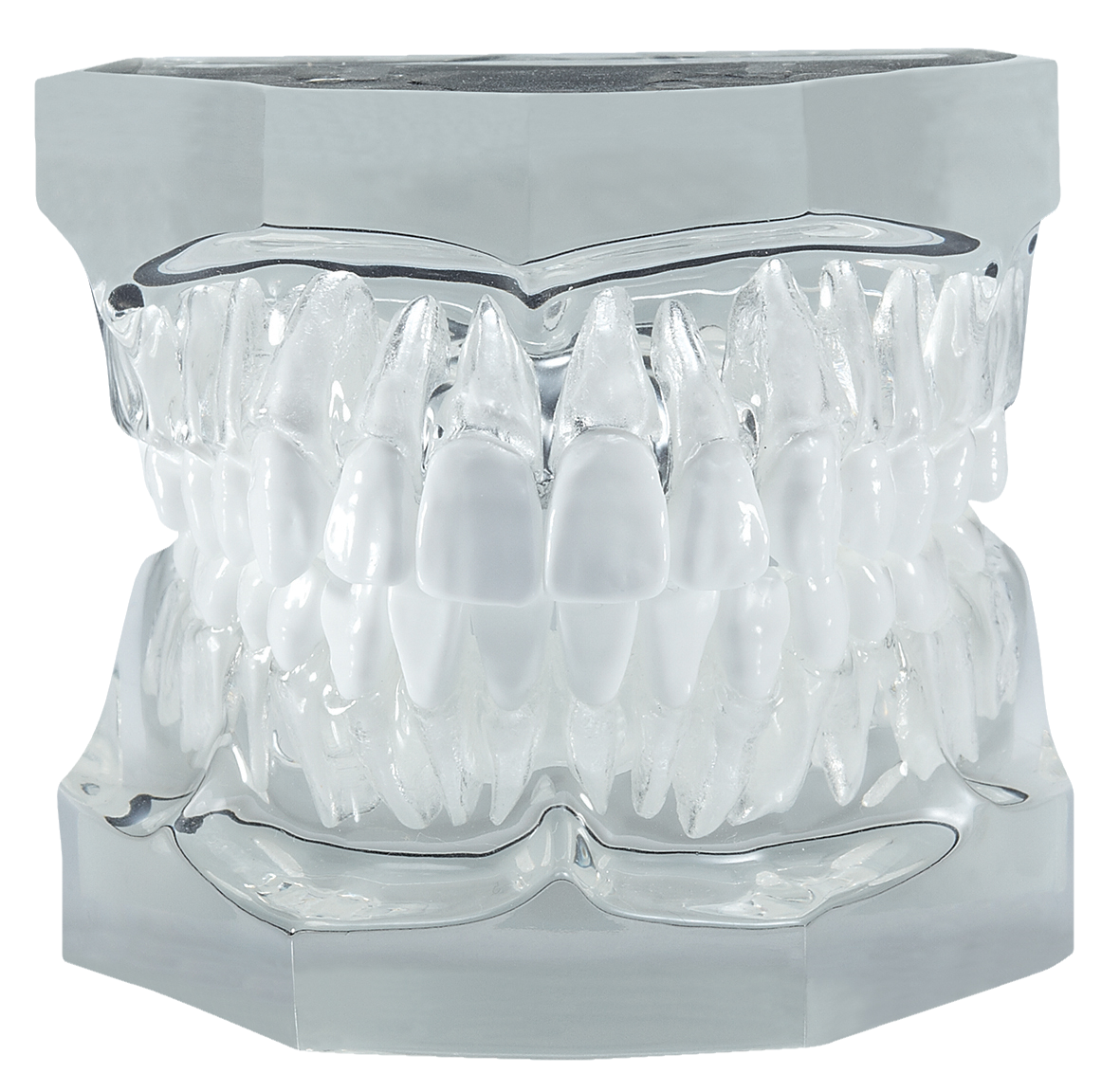 Clear Articulated Typodont with Removable Teeth