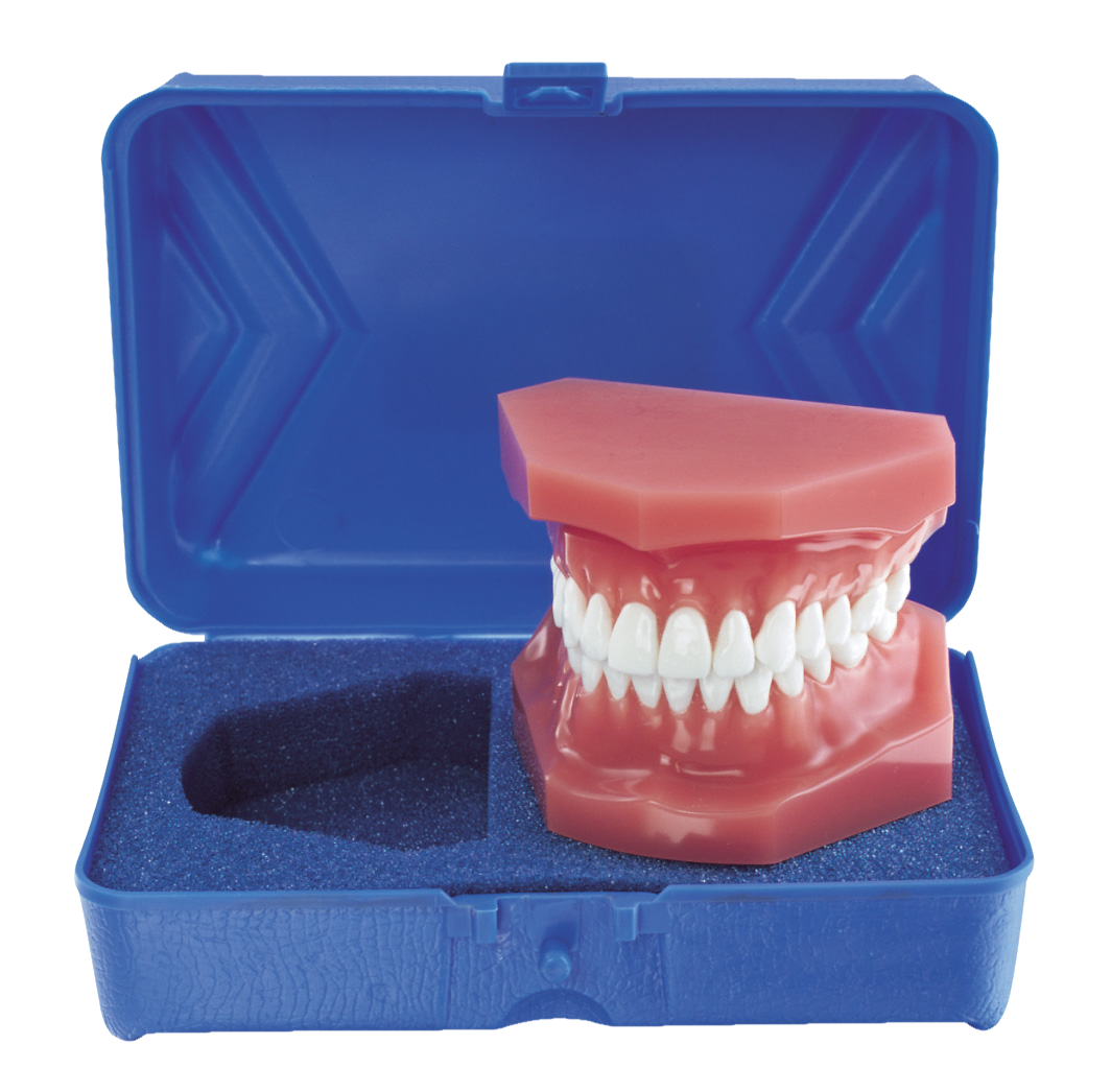 Pink Epoxy Typodont with Case