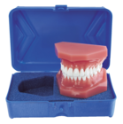 Pink Epoxy Typodont Protective Case Only