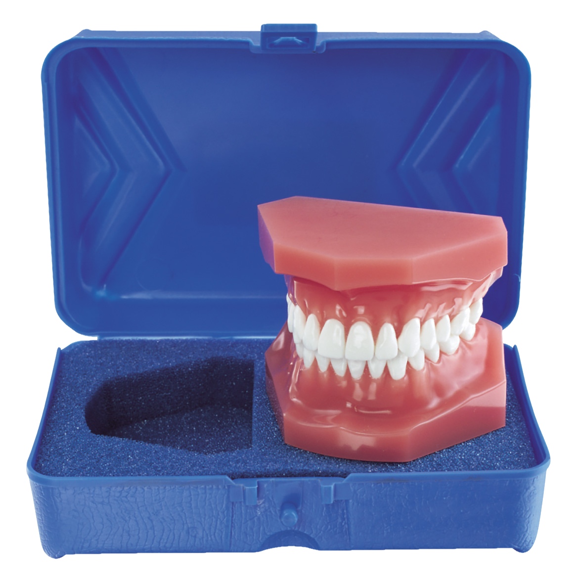 Pink Epoxy Typodont Protective Case Only