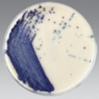Culture TSA: Trypticase Soy Agar Monoplate 100/Pk