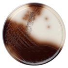 Bile Esculin Azide Agar Culture Monoplate 10/Box