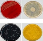 Culture TSA: Trypticase Soy Agar Monoplate 10/Package