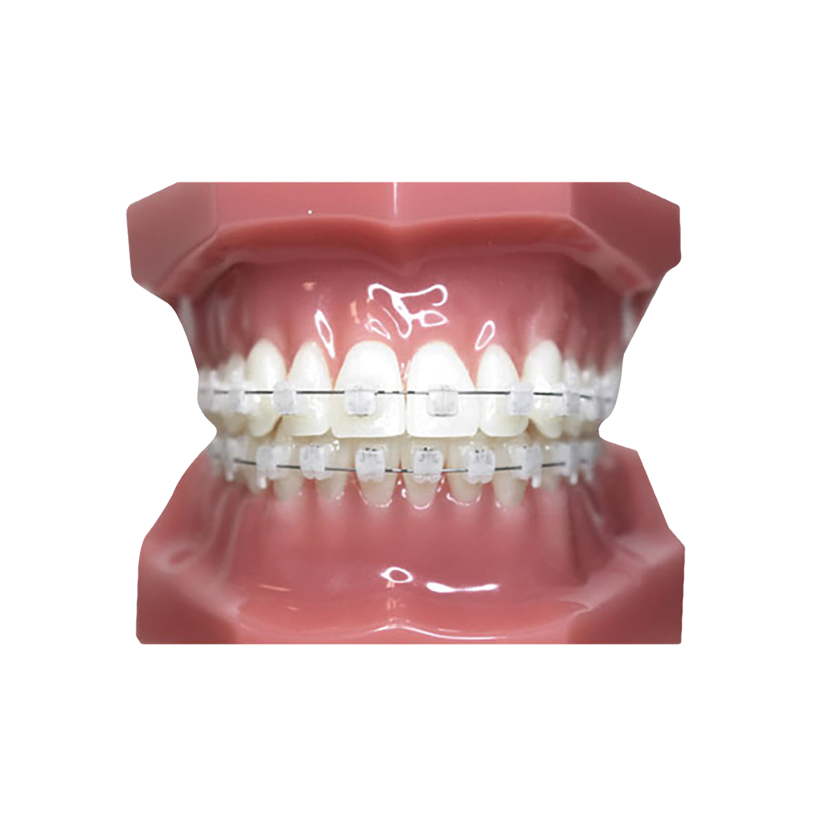 Typodont Carriere SLX 3D 7x7 Clear