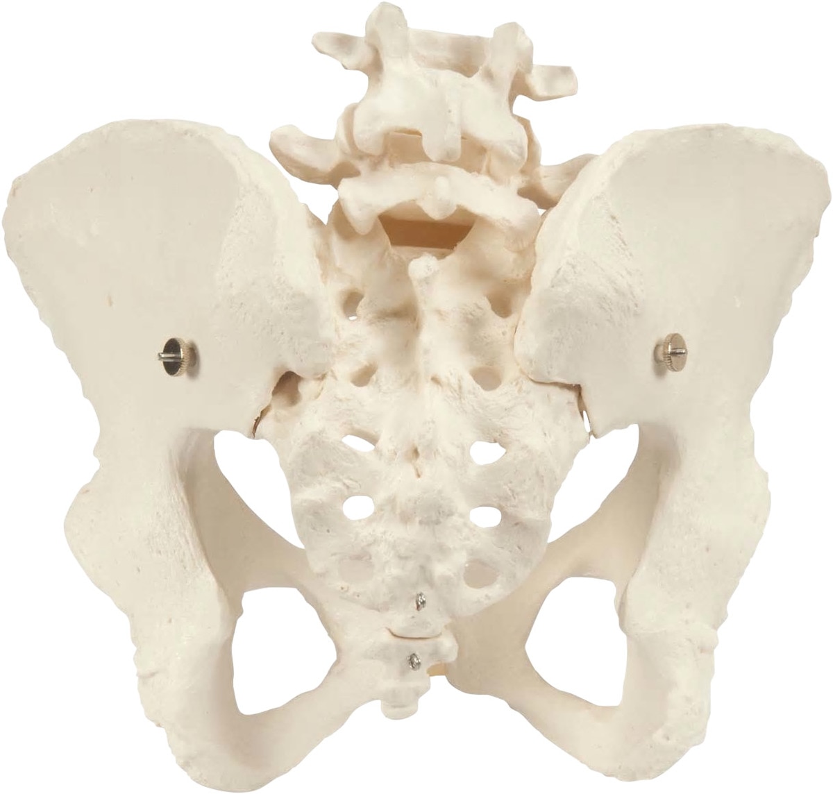 Anatomisch model vrouwelijk bekken skelet - Per stuk