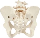 Anatomisch model vrouwelijk bekken skelet - Per stuk