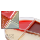 TSA: Trypticase Soy Agar Culture 10/Bx