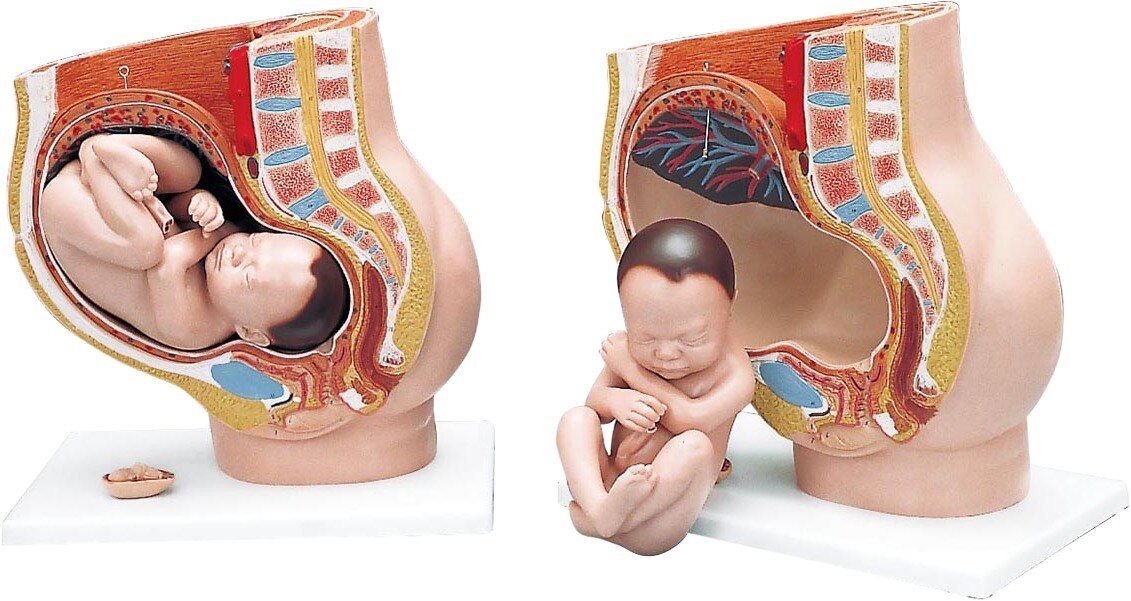 Anatomisch model foetus 9 maanden - 3-delige set