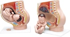 Anatomisch model foetus 9 maanden - 3-delige set