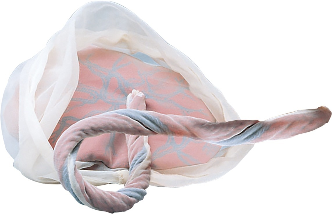 Anatomisch model placenta - per stuk