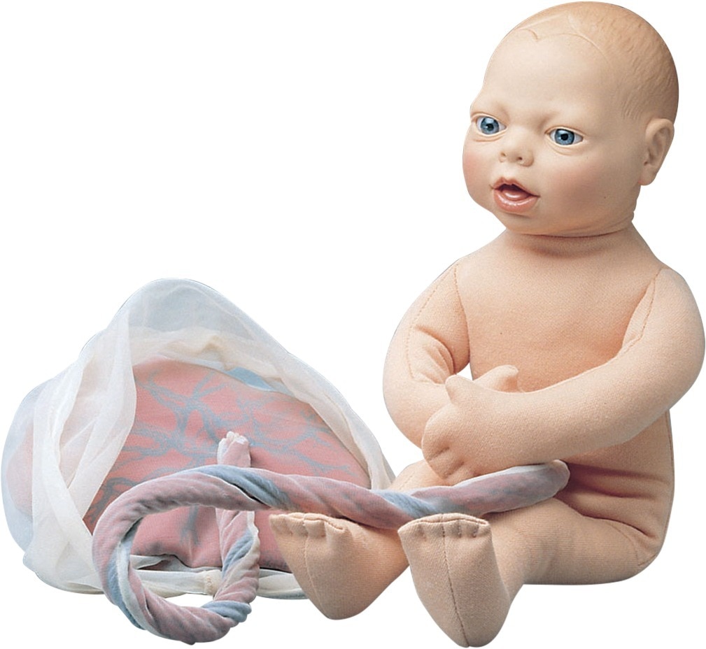 Anatomisch model foetus - per stuk
