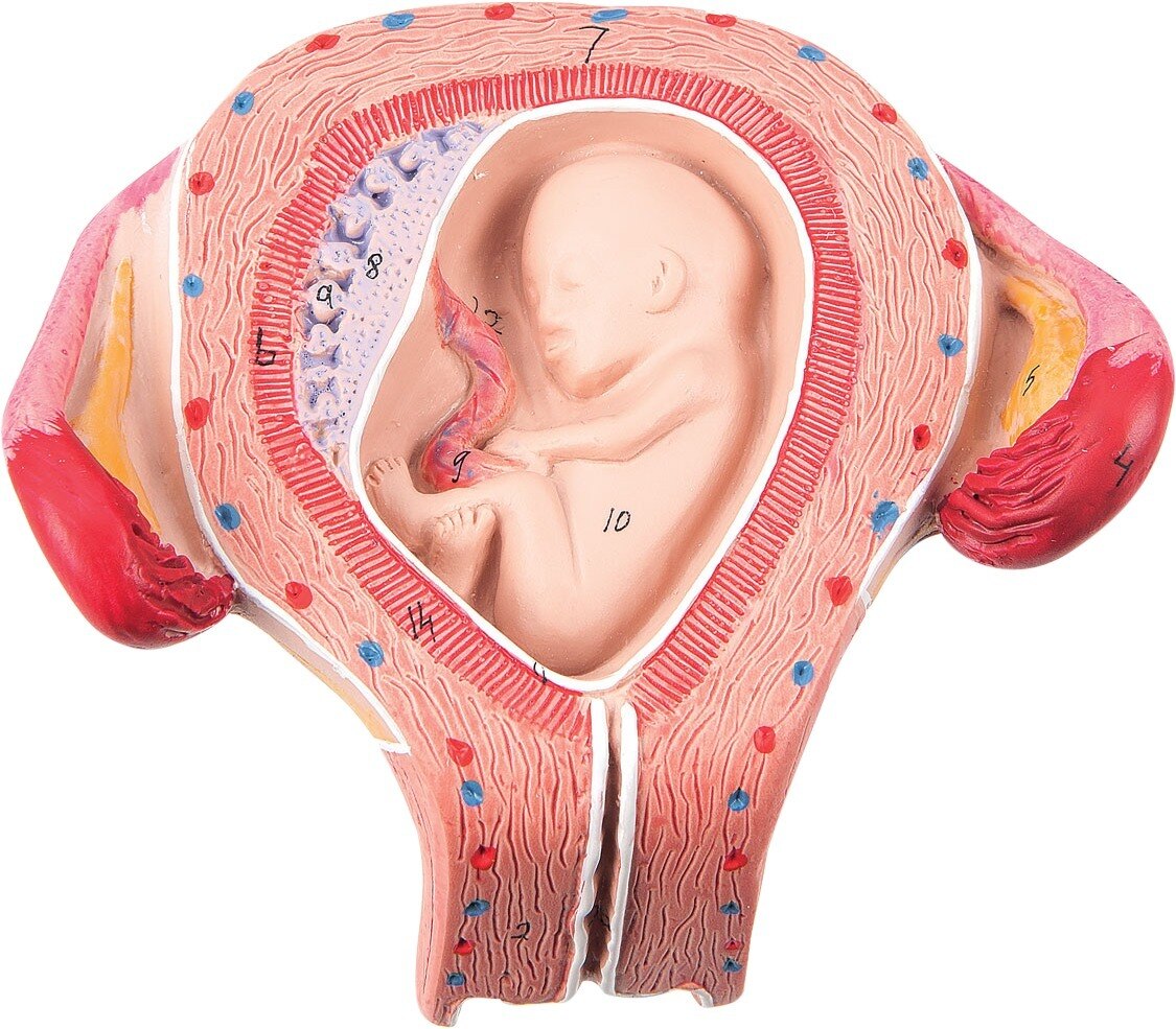 Anatomisch model foetus 3 maanden - per stuk