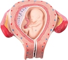 Anatomisch model foetus 3 maanden - per stuk