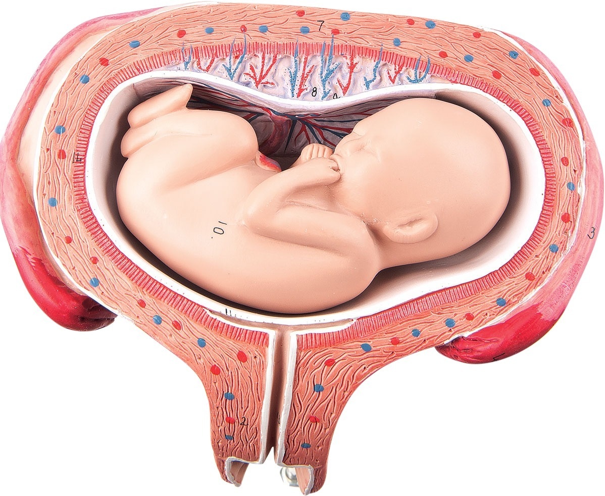 Anatomisch model foetus 5 maanden - per stuk