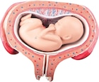 Anatomisch model foetus 5 maanden - per stuk