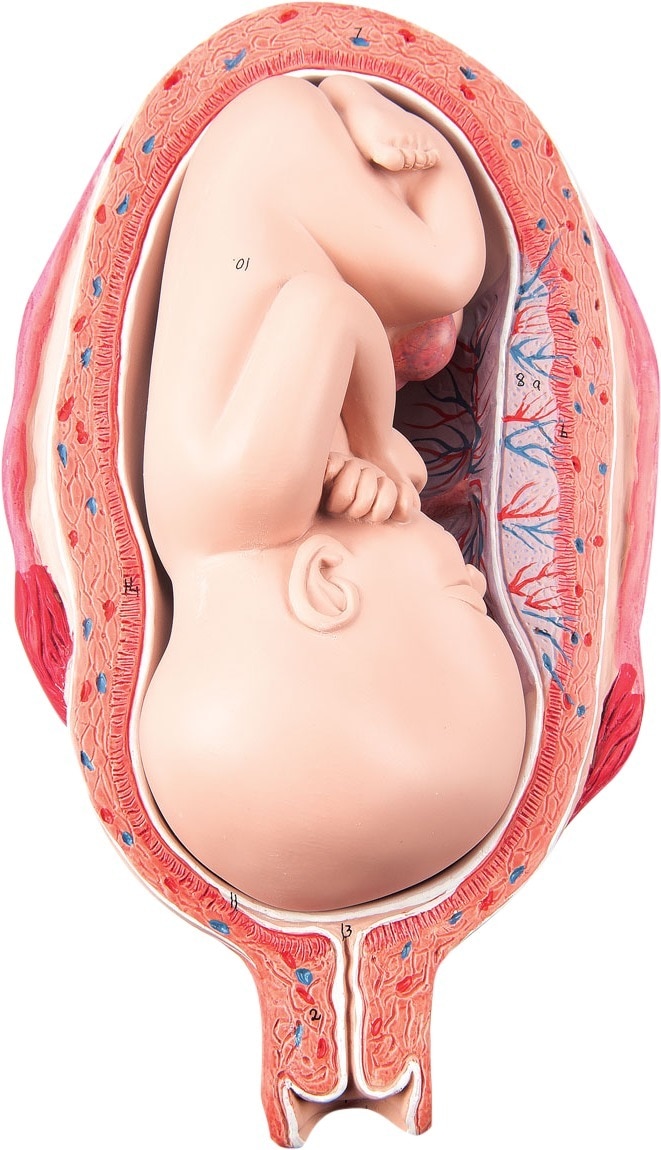 Anatomisch model foetus 7 maanden - per stuk